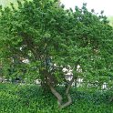 Ulmus x 'Jacqueline Hillier'